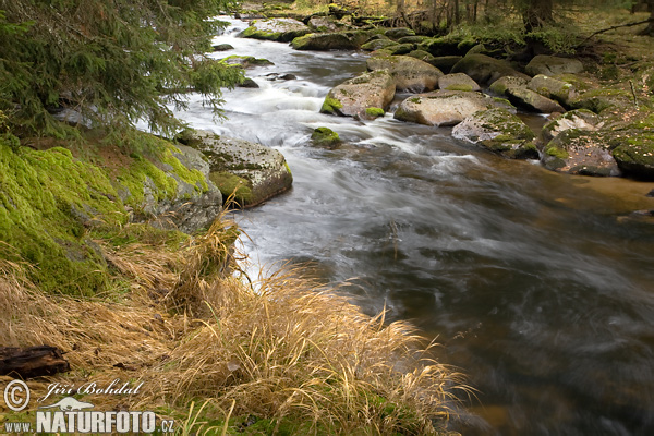 Forêt de Bohême