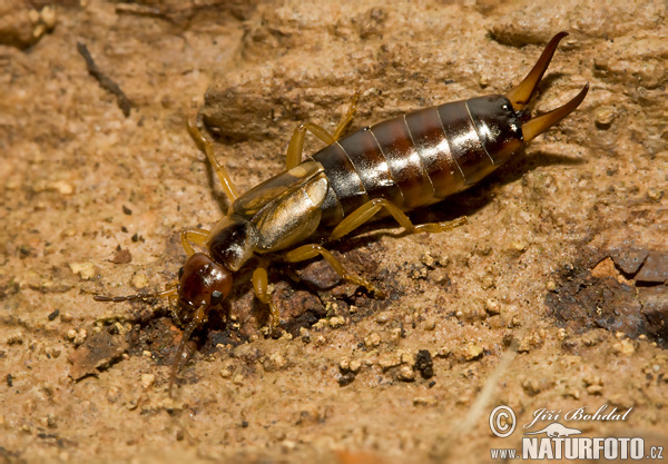 Forficula auricularia