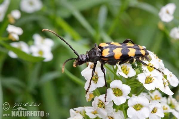 Four-banded Longhorn (Leptura quadrifasciata)