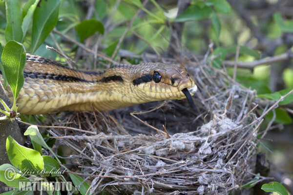 Four-lined Ratsnake (Elaphe quatuorlineata)