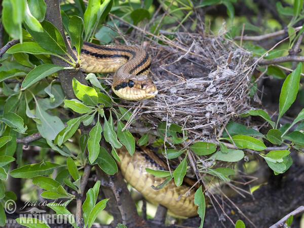 Four-lined Ratsnake (Elaphe quatuorlineata)