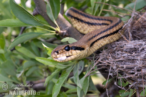 Four-lined Ratsnake (Elaphe quatuorlineata)