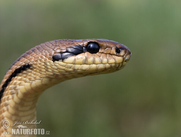 Four-lined Ratsnake (Elaphe quatuorlineata)