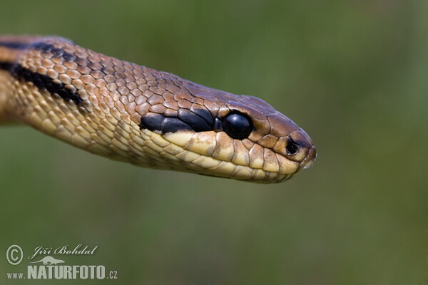 Four-lined Ratsnake (Elaphe quatuorlineata)