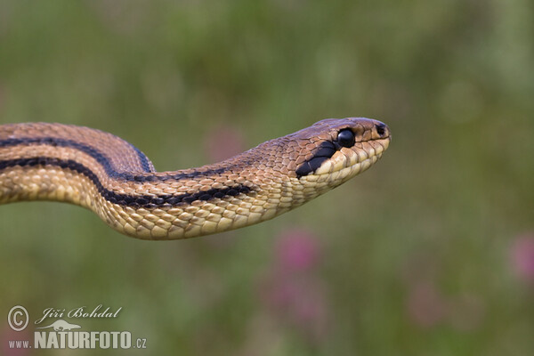 Four-lined Ratsnake (Elaphe quatuorlineata)