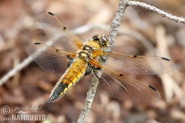 Four-spotted Chaser (Libellula quadrimaculata)