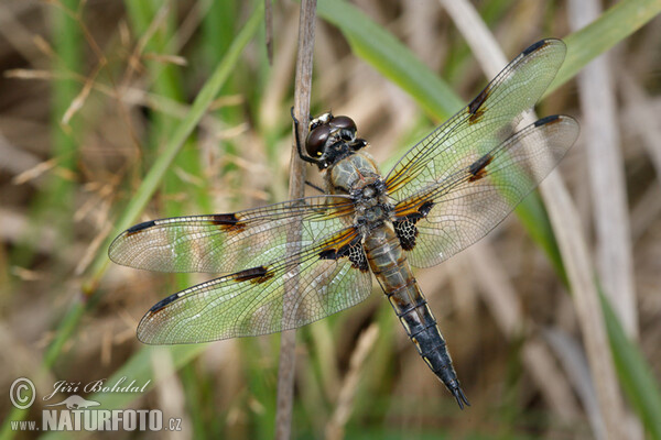 Four-spotted Chaser (Libellula quadrimaculata)