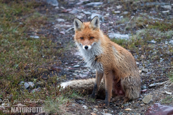 Fox (Vulpes vulpes)