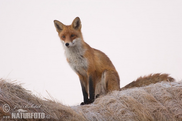 Fox (Vulpes vulpes)