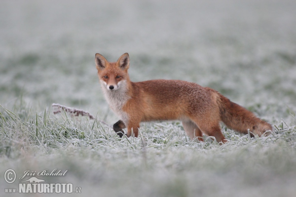 Fox (Vulpes vulpes)