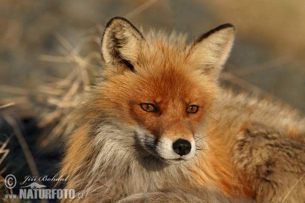 Fox (Vulpes vulpes)