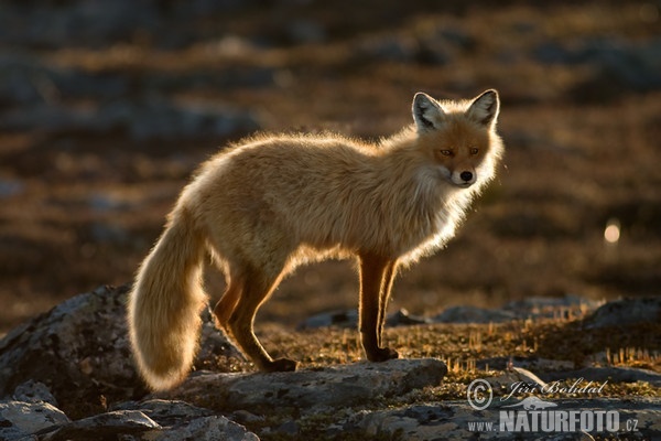 Fox (Vulpes vulpes)