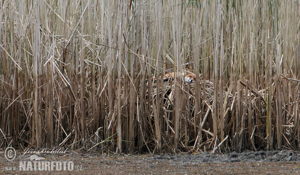 Fox (Vulpes vulpes)