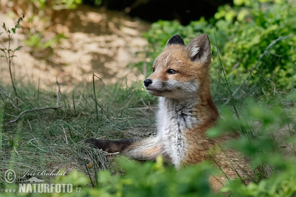 Fox (Vulpes vulpes)