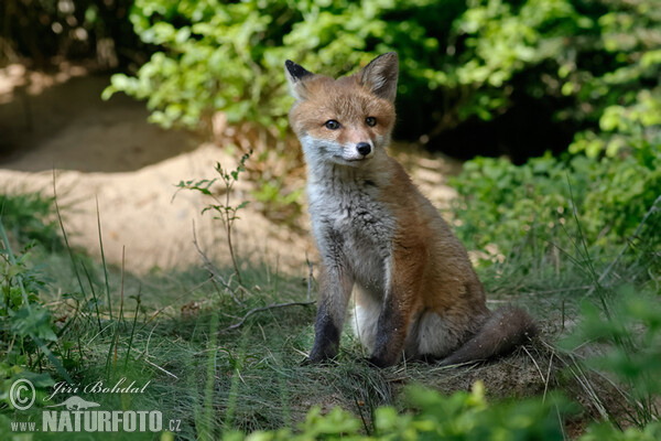 Fox (Vulpes vulpes)