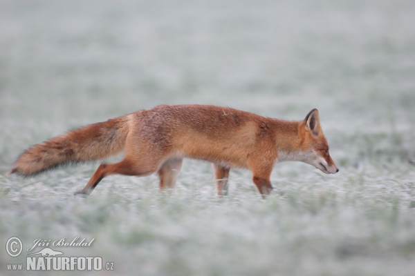 Fox (Vulpes vulpes)