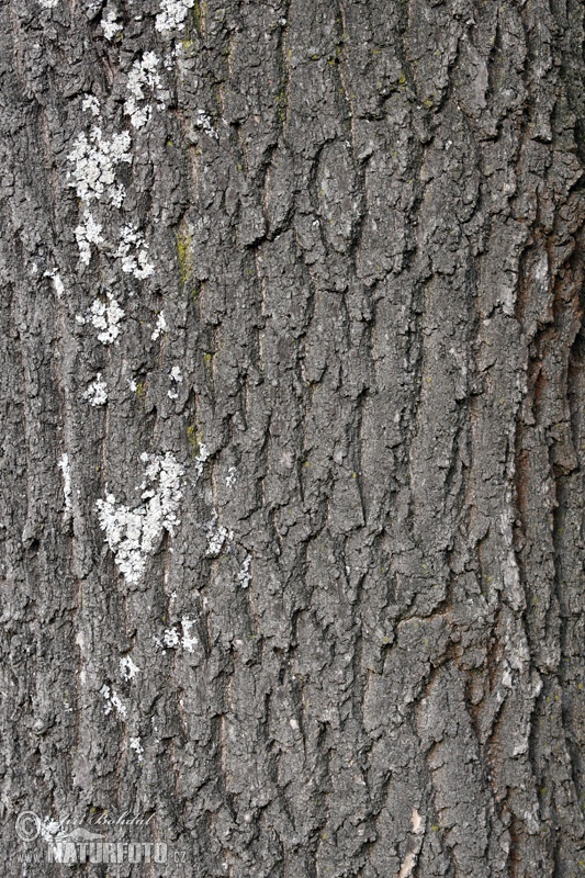 Fraxinus excelsior