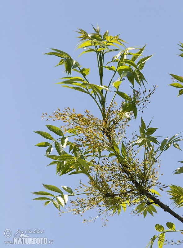 Fraxinus excelsior