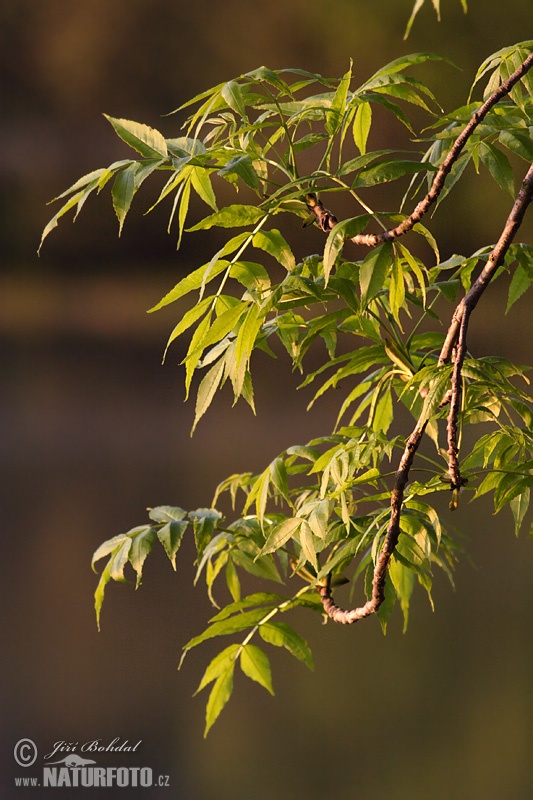 Fraxinus excelsior