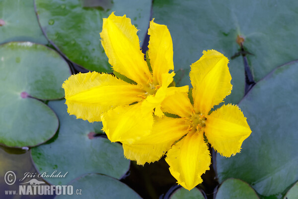 Fringed Water-lily (Nymphoides peltata)