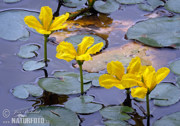 Fringed Water-lily (Nymphoides peltata)