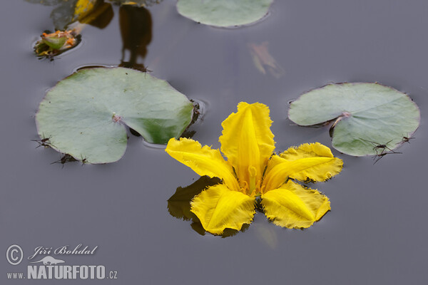 Fringed Water-lily (Nymphoides peltata)