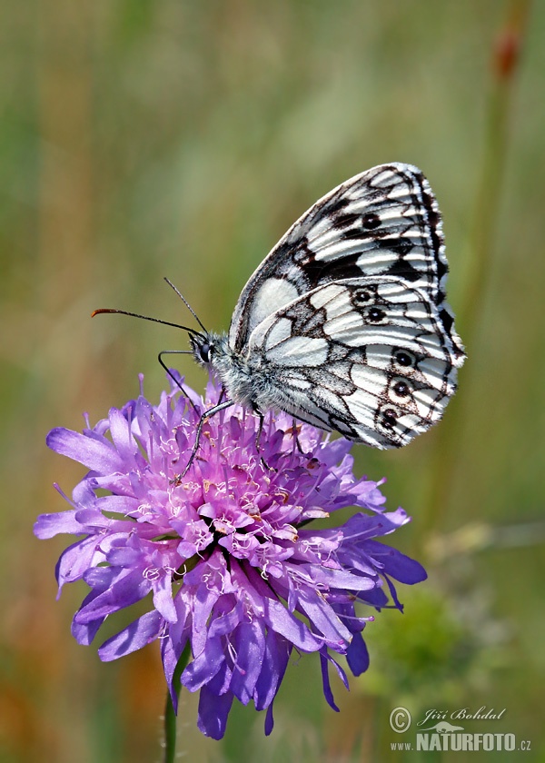 Galathea sommerfugl