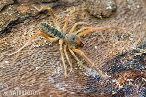 Galeodes graecus