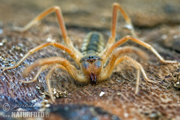 Galeodes graecus