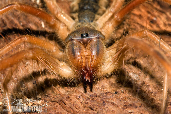 Galeodes graecus