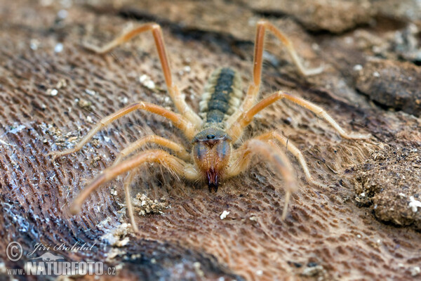 Galeodes graecus