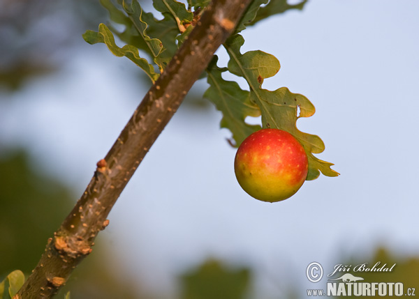 Gall Wasp Cherry Gall (Cynips quercus-folii)