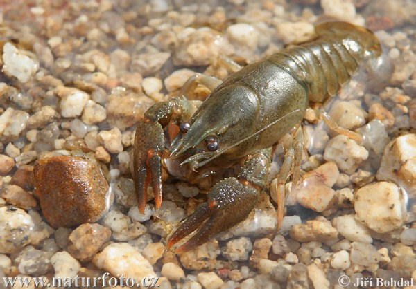 Gambero di fiume