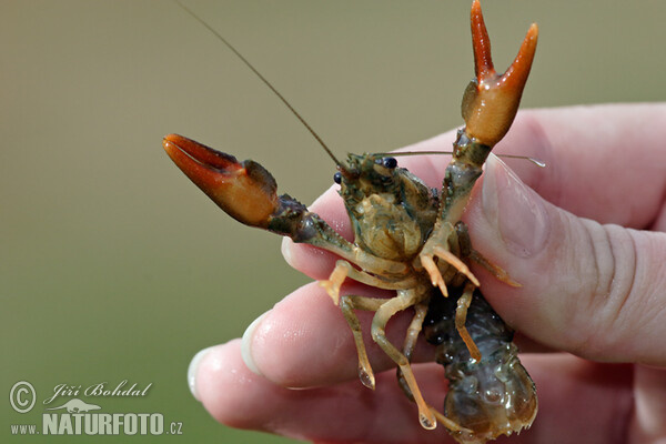 Gambero di fiume