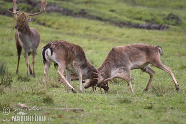 Gamo europeo