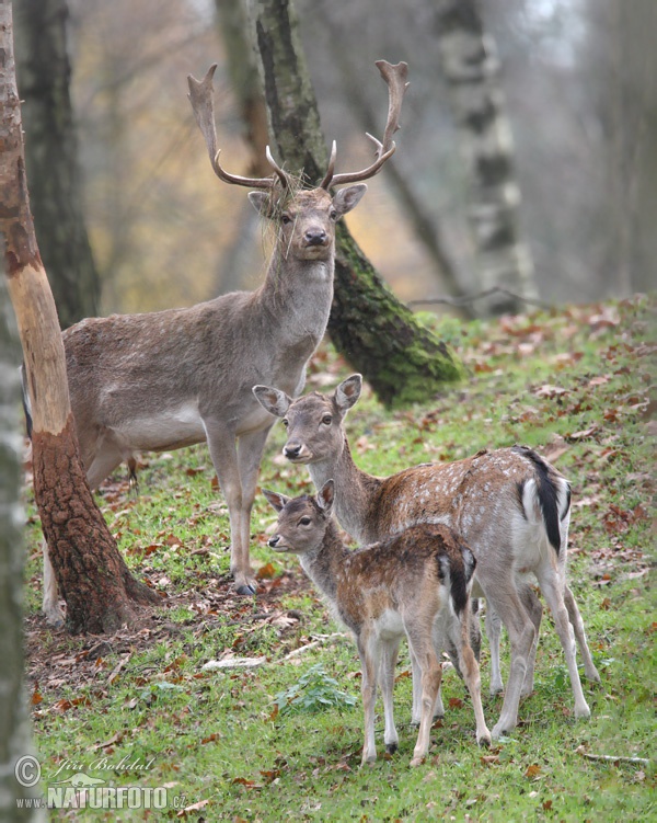 Gamo europeo