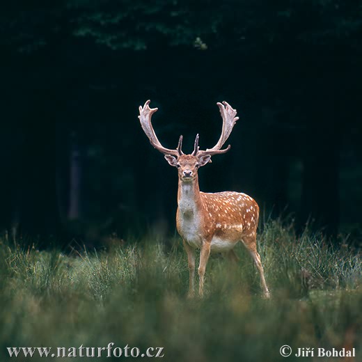 Gamo europeo