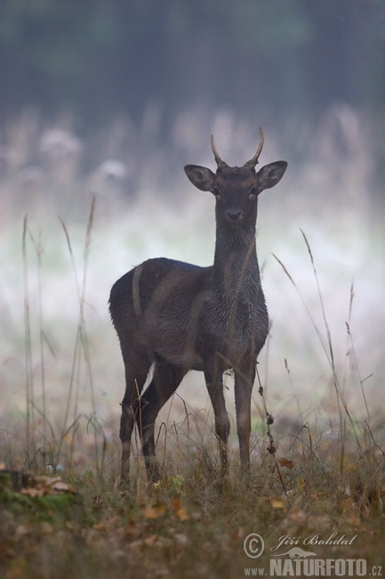Gamo europeo