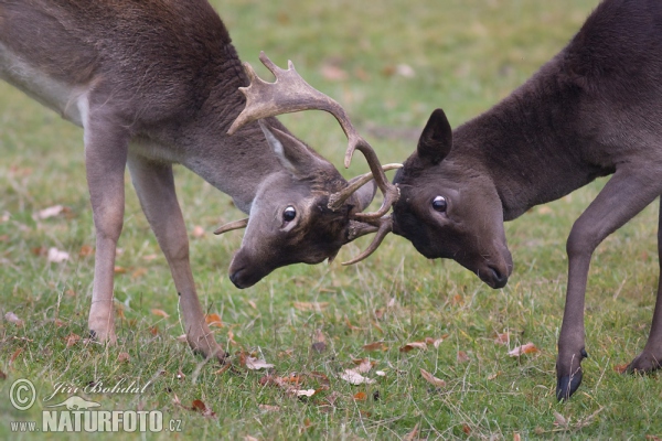 Gamo europeo