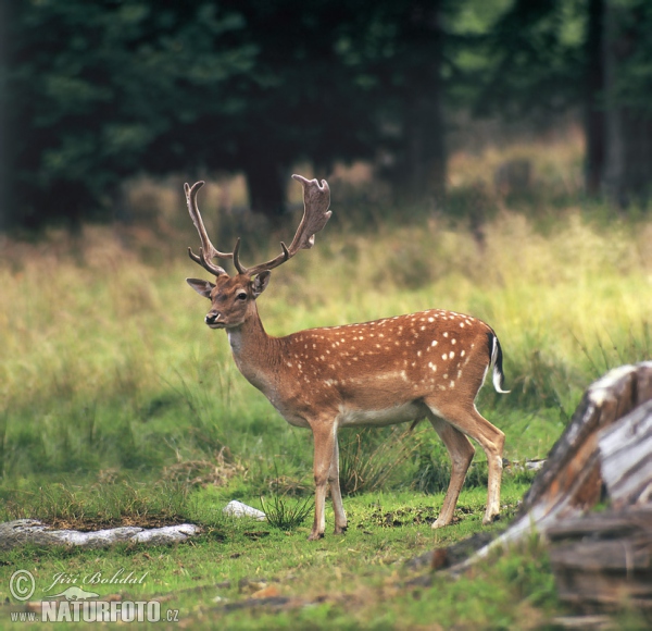 Gamo europeo