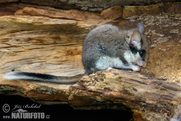 Garden Dormouse (Eliomys quercinus)