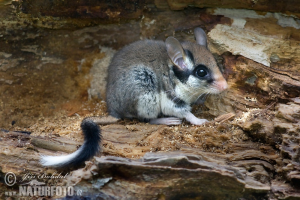 Garden Dormouse (Eliomys quercinus)