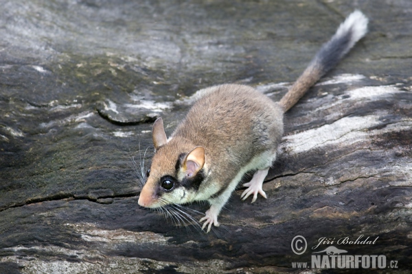 Garden Dormouse (Eliomys quercinus)