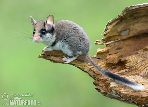 Garden Dormouse (Eliomys quercinus)