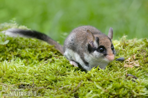 Garden Dormouse (Eliomys quercinus)