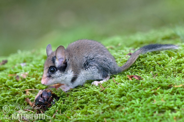 Garden Dormouse (Eliomys quercinus)