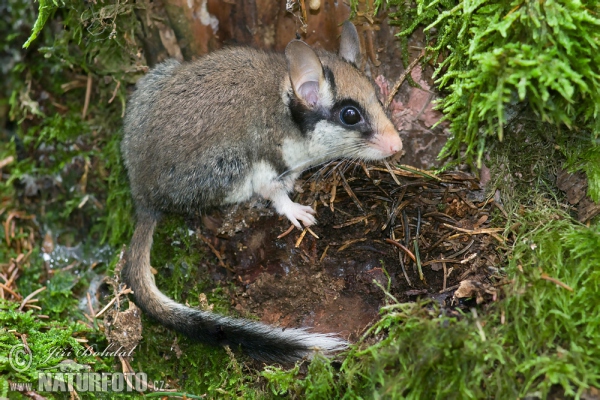 Garden Dormouse (Eliomys quercinus)