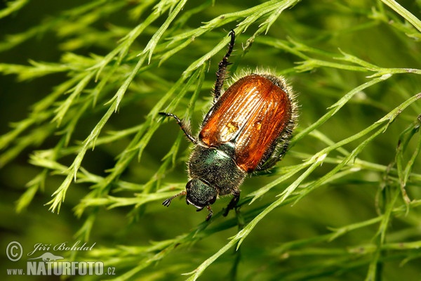 Garden Foliage Beetle (Phyllopertha horticola)