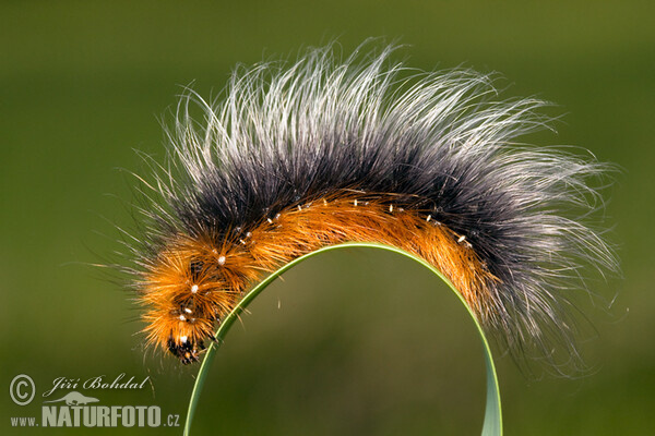 Garden Tiger - Catterpillar (Arctia caja)