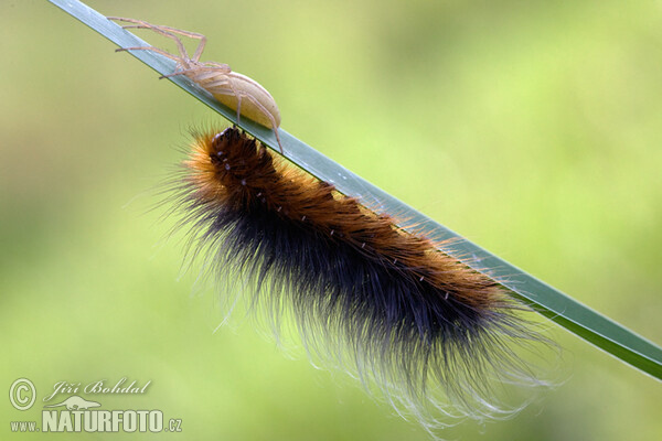 Garden Tiger - Catterpillar (Arctia caja)